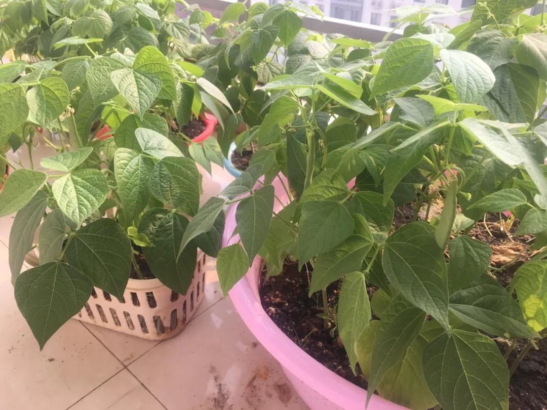 阳台种菜技巧大全,阳台小菜园怎么种菜