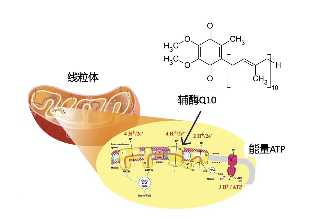 关注心血管健康科普,关注心脑血管健康