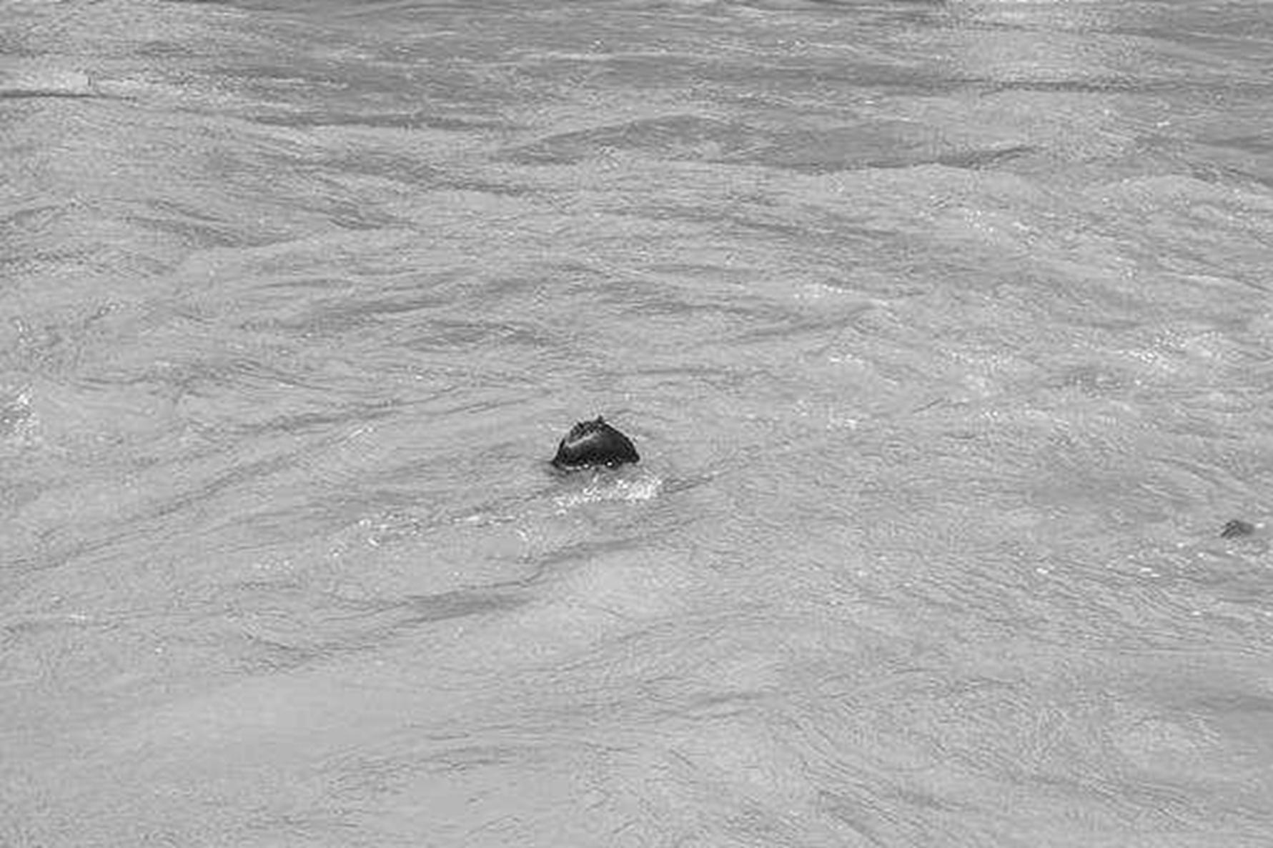 保定五中9：响应号召八中门前游泳，考入深池就靠蛙泳一姿