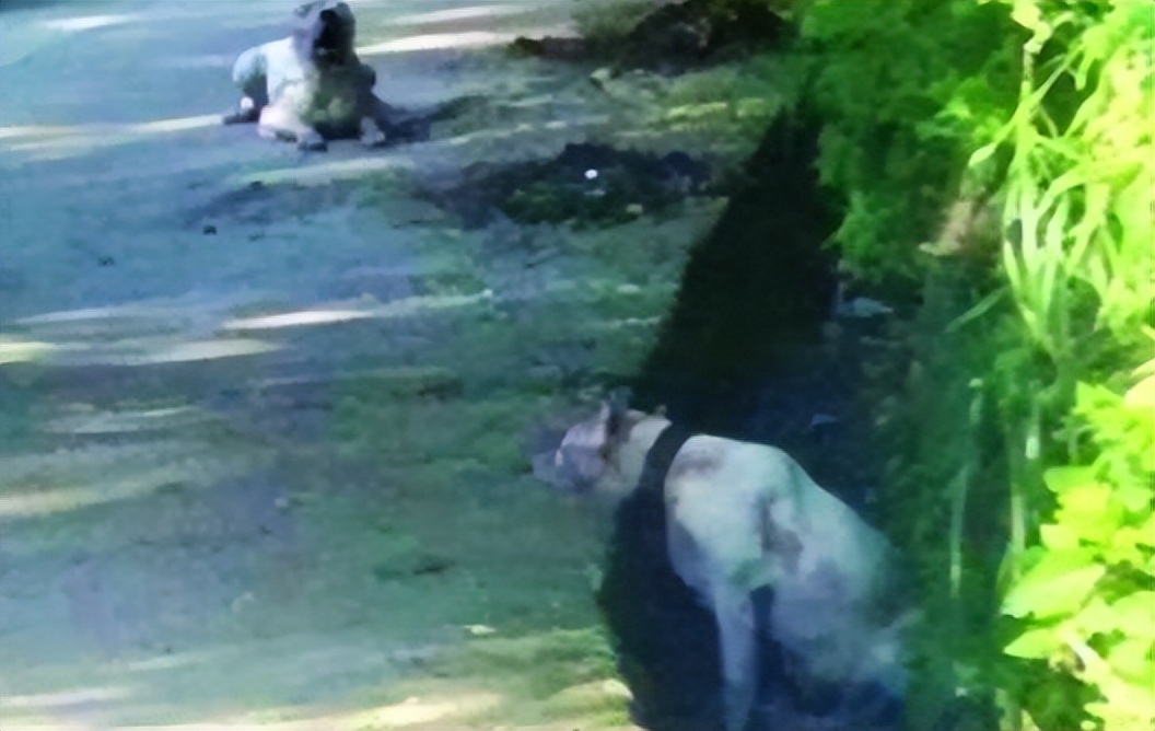 回顾贵州老人山上晨练，被杜高犬一路跟随，最终被2只杜高犬撕碎