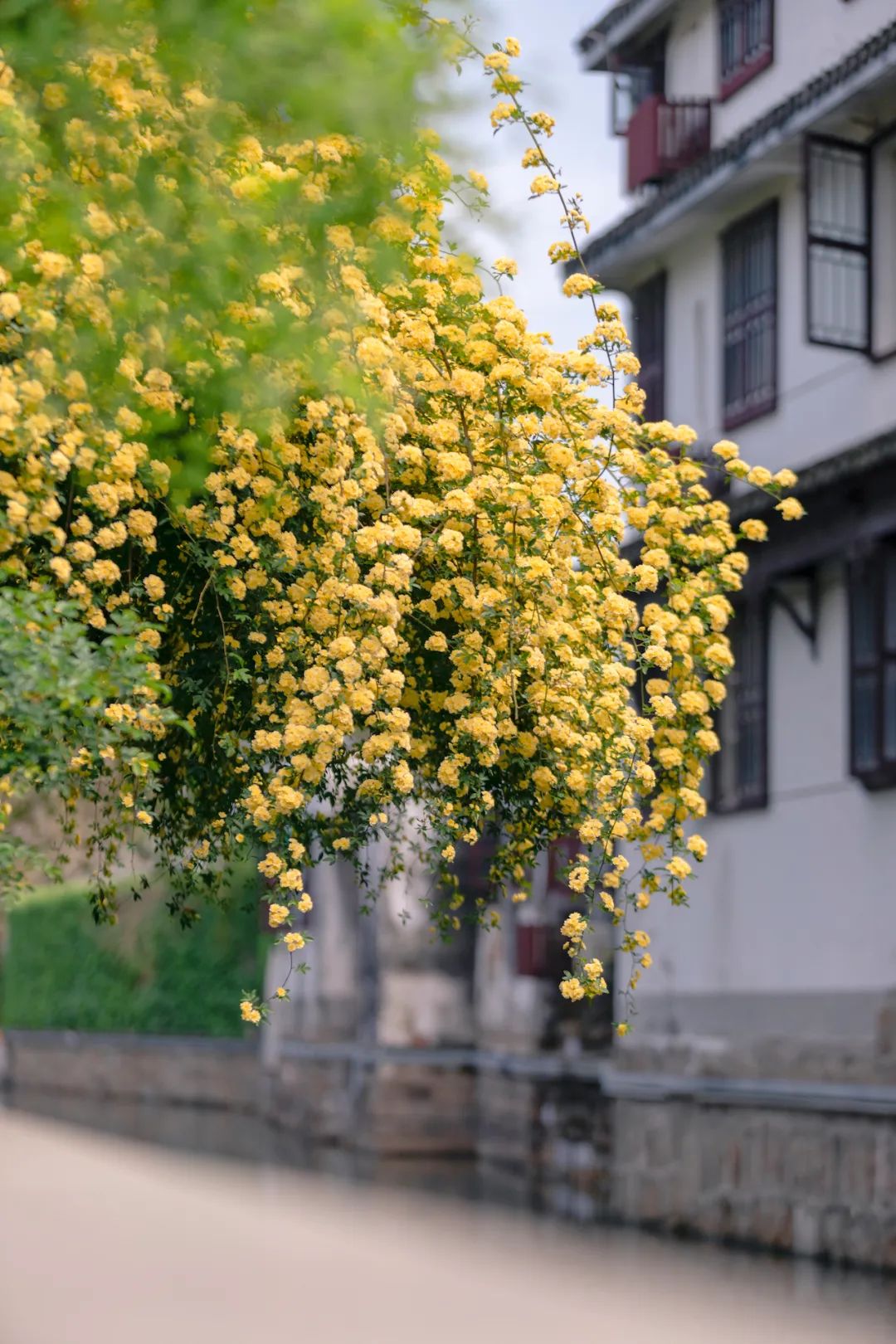 以城相见|苏州，最江南