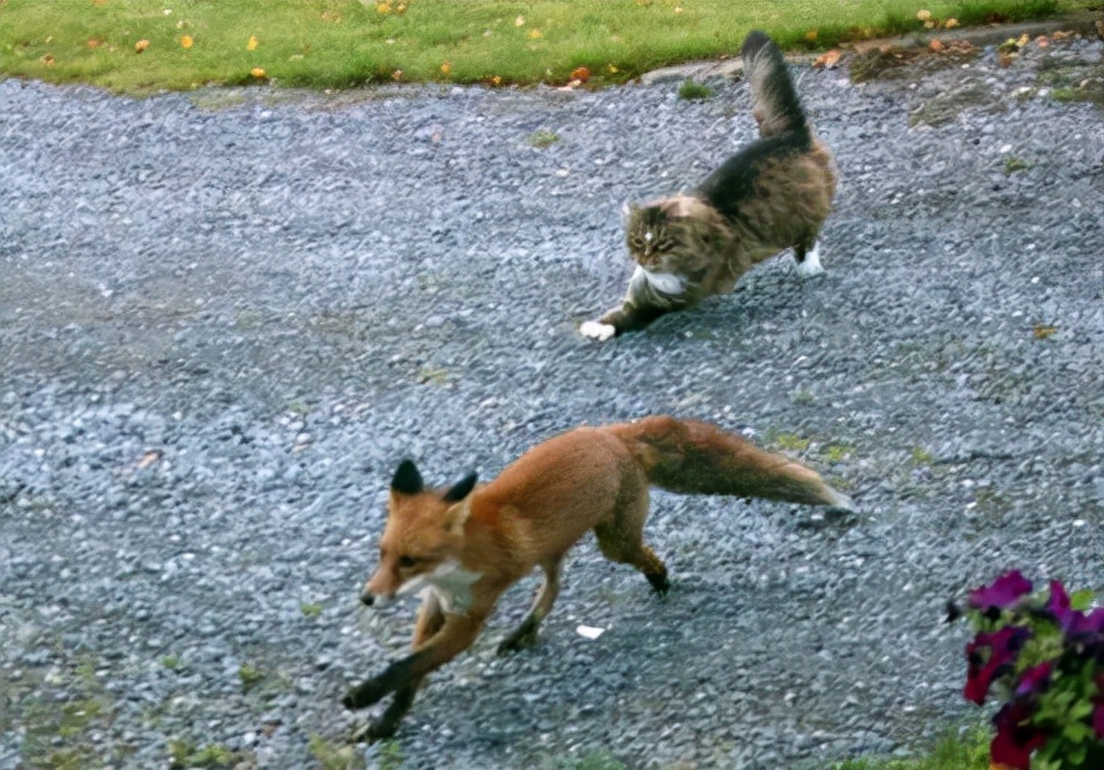 瑞士猫和俄罗斯猫,俄罗斯猫西伯利亚猫