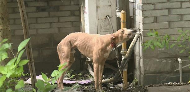 狗狗有这些特征可能得了狂犬病,狗狗有这5个信号可能是狂犬病