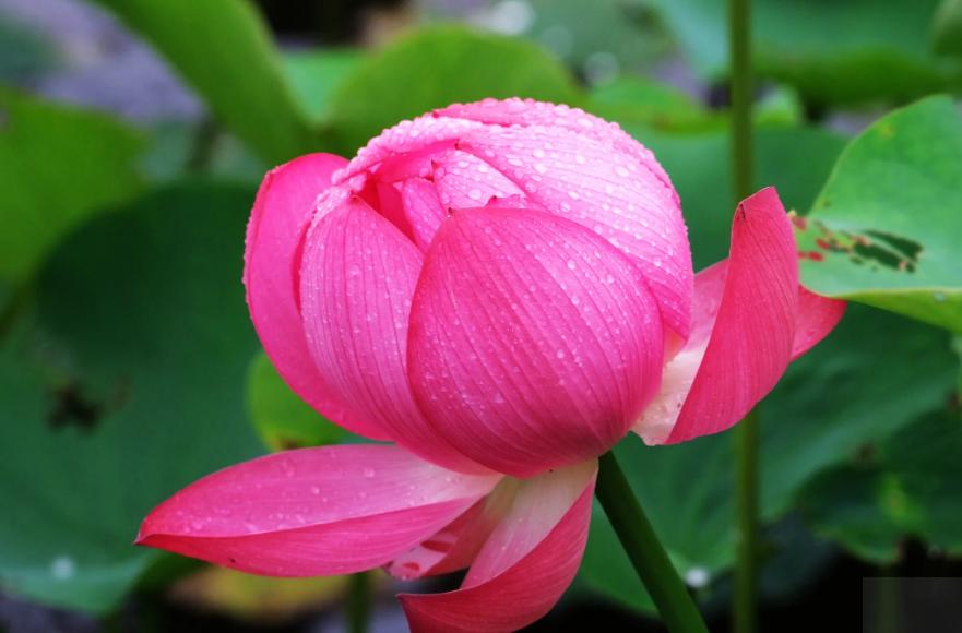 周嗣远|接天碧叶莹如玉，夕照芙蓉万朵花（原创荷之歌25首）