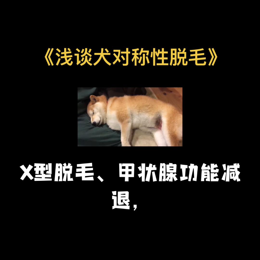 宠物犬脱毛症,犬皮肤病的诊治的论文