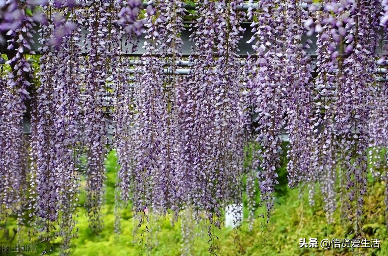 非常适合小院种植的花,适合露台种的花一年四季开花