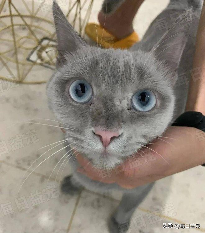 世界杯火了的猫,足球世界杯猫