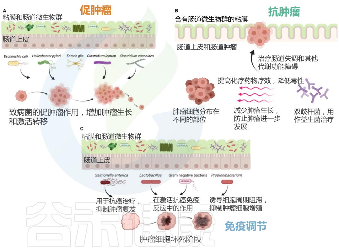 人体微生物分布于哪些位置,与人体共生的微生物