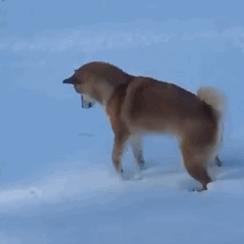 平安盛世金越真实收益,平安盛世金越能退吗