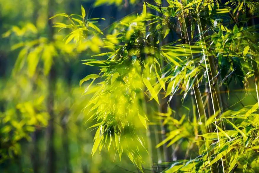 夏日纳凉诗词,描写纳凉的七绝诗