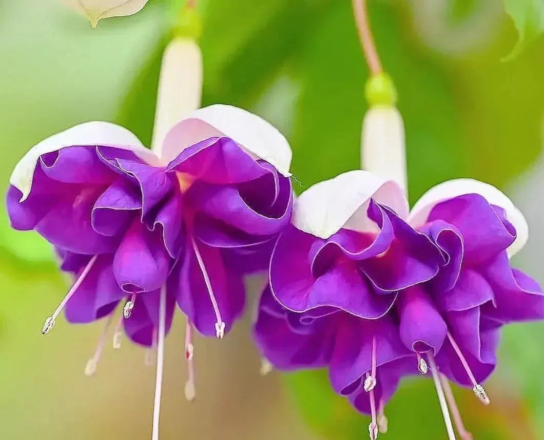 倒挂金钟绝美图片,探照灯倒挂钟