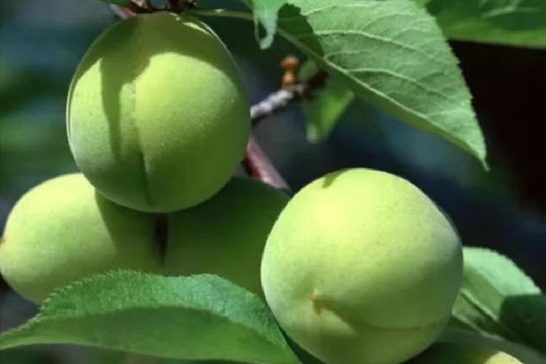 有一个水果叫什么梅子,有一个水果叫什么梅