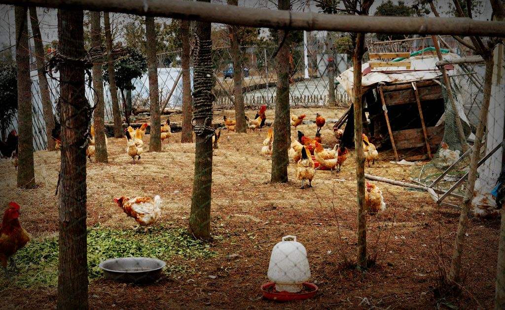 母狼突然闯进小山村,母狼闯进小山村