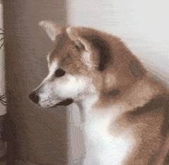 狗狗流眼泪眼睛有一层膜怎么回事,狗狗眼睛流眼泪还发蓝是什么原因