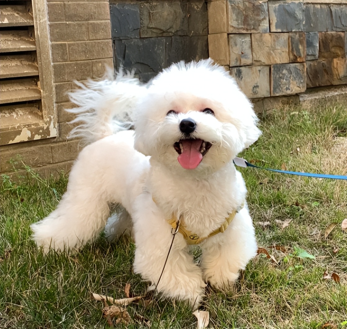 两个多月的比熊关围栏里养好吗,比熊1-12个月喂养方法