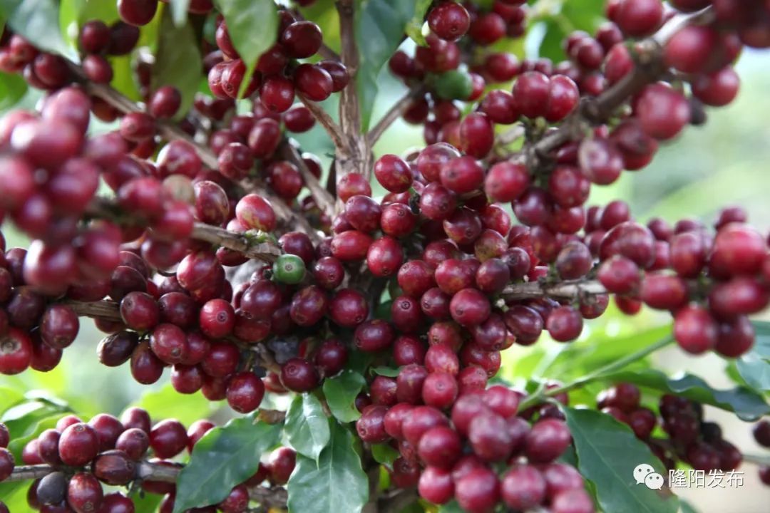 保山小粒咖啡未来的发展趋势,保山小粒咖啡的未来发展