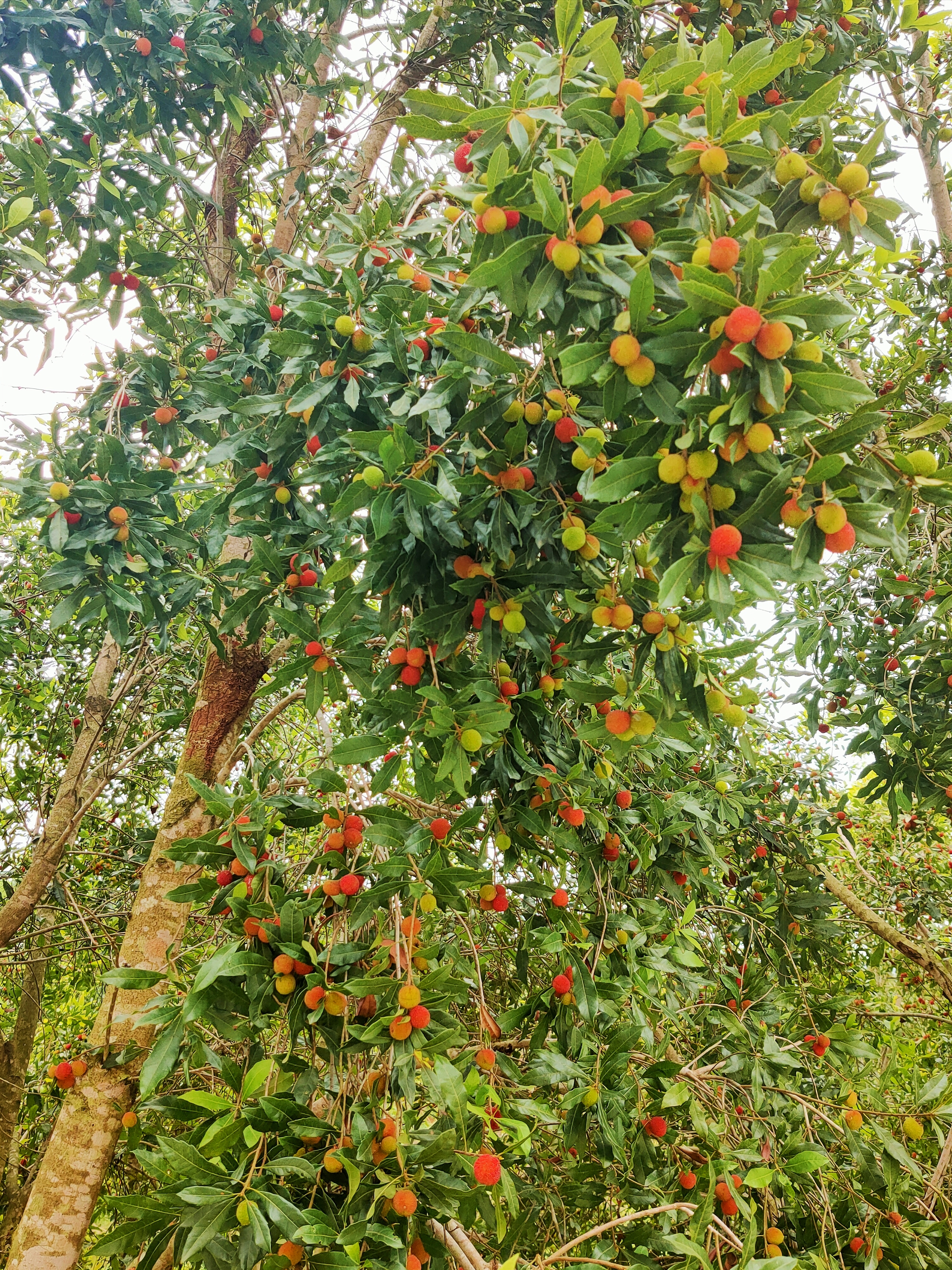 回家的相聚,相见欢同乡聚会