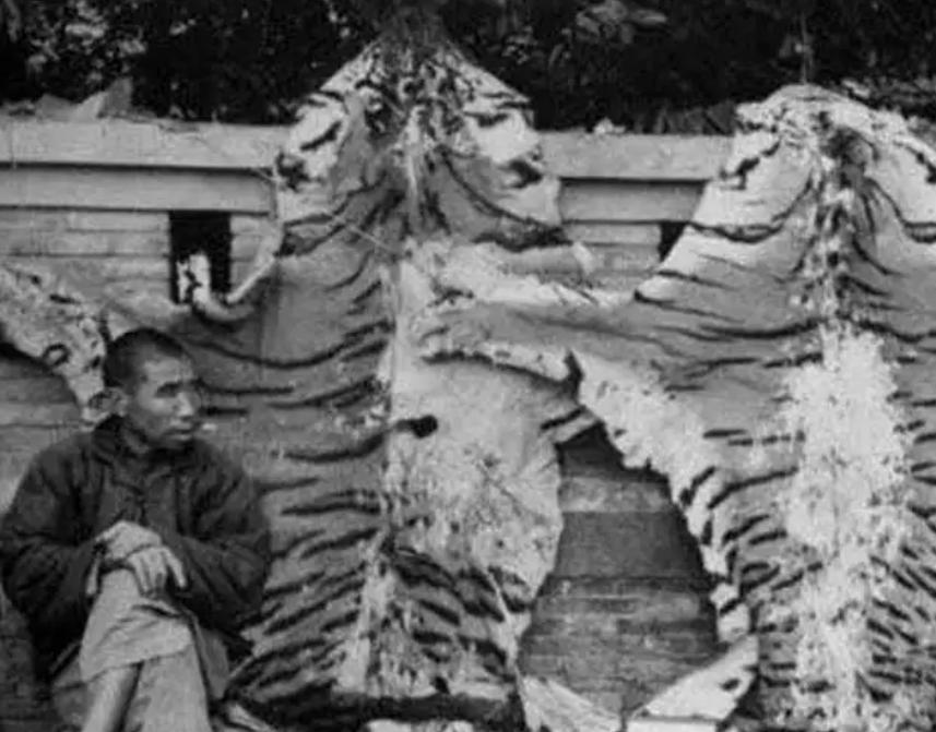 湖南奇人贺业武：一生杀死305只老虎，到死也不透露秘药配方