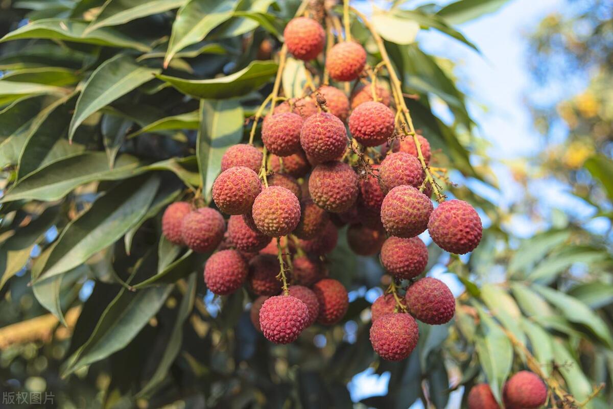 抖音小店水果樱桃类目怎么开通,抖音水果店铺怎么打爆款