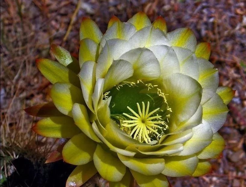 200种·仙人球开花图鉴，大开眼界，美到爆