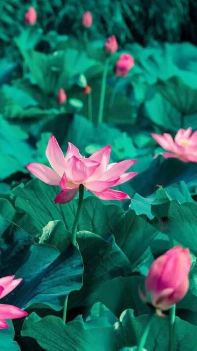 漂亮美丽的荷花壁纸,雨中荷花壁纸荣盛城