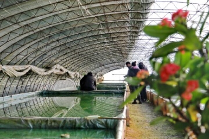 养殖观赏鱼做副业,养殖热带鱼致富