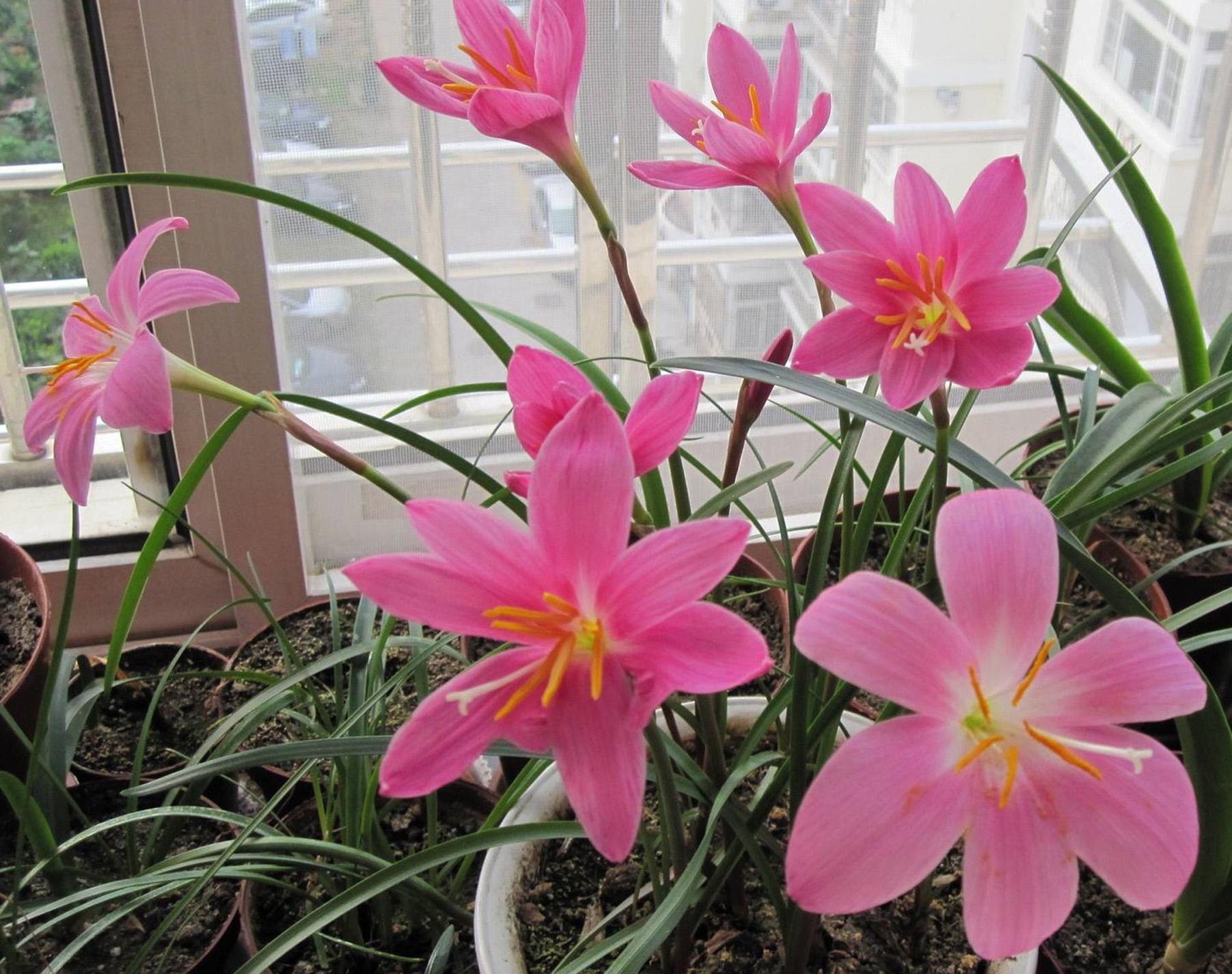 十种养不死的室内花,十种不容易生虫的花