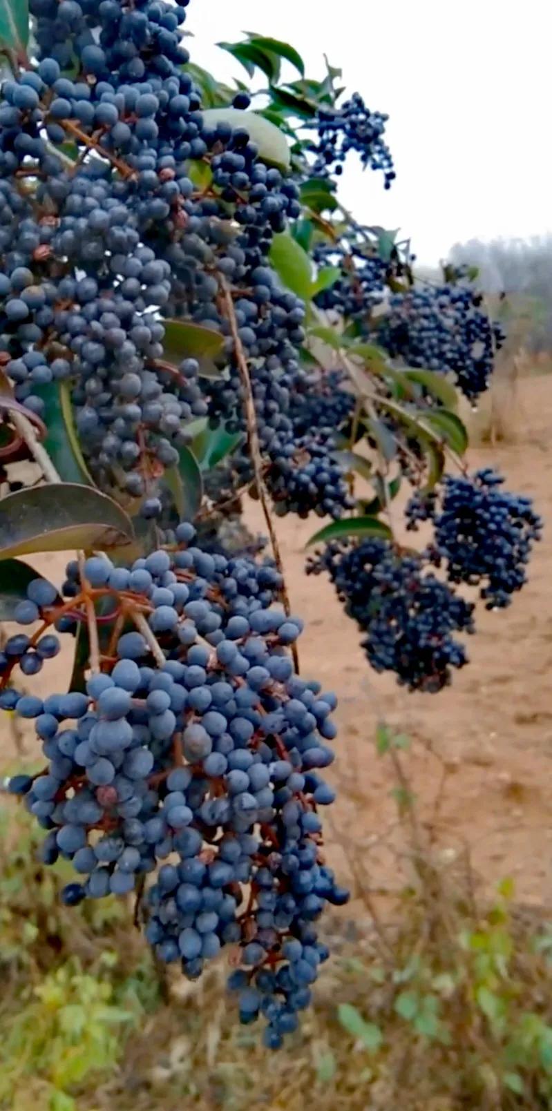 女贞子图片树木,女贞子树彩图