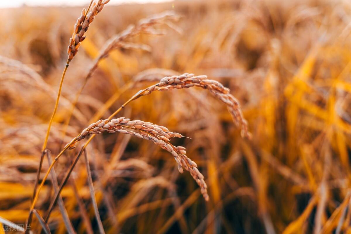 河南大米铺利用“人性的弱点”，一年内盈利89万，这是什么套路？