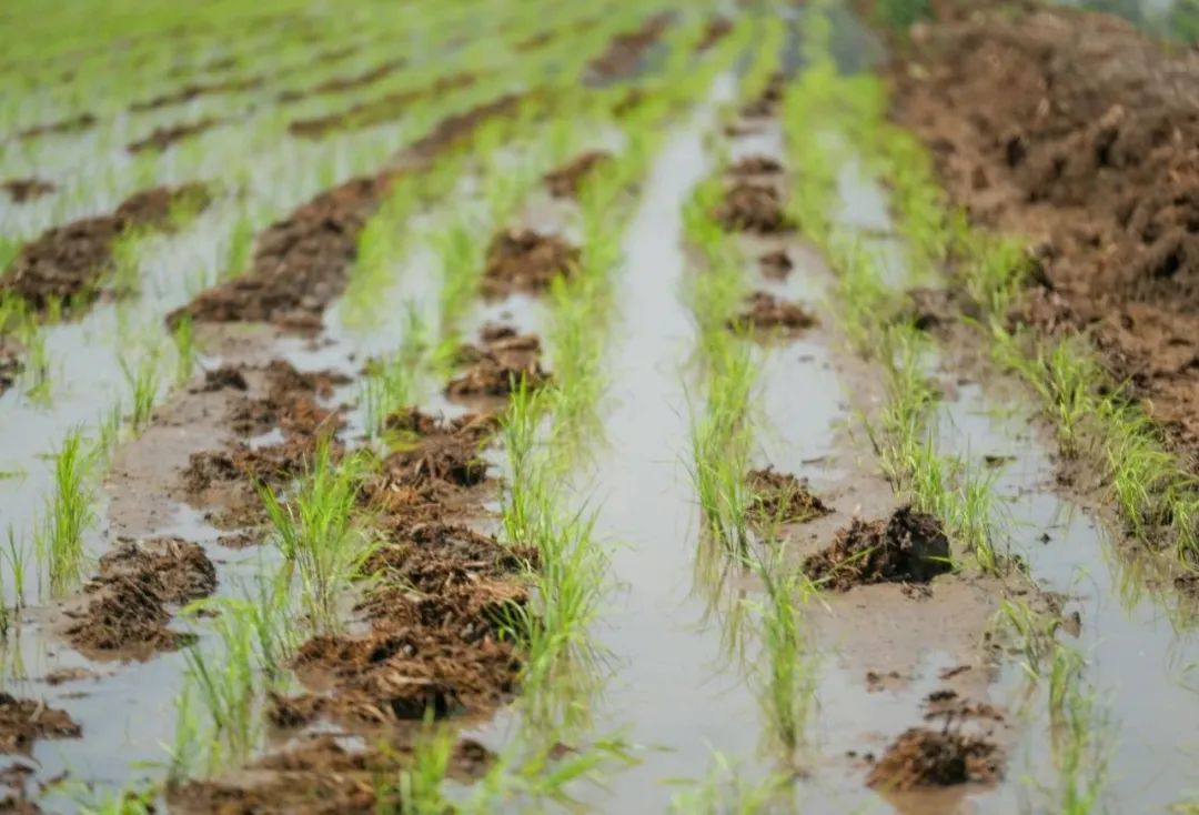 武清水稻田,田间地头看春耕生产