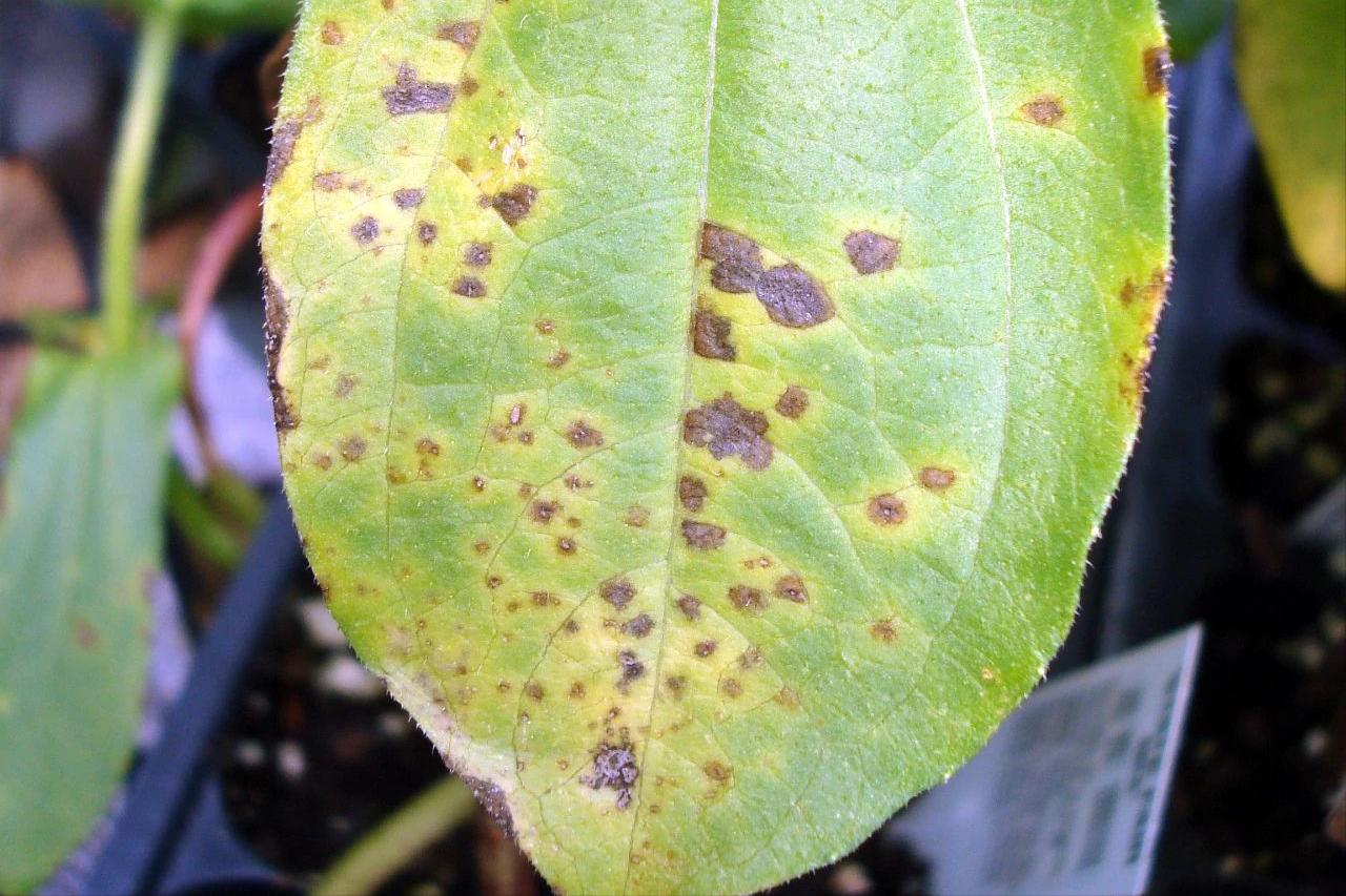 合果芋怎么养殖长得旺盛,合果芋怎么养