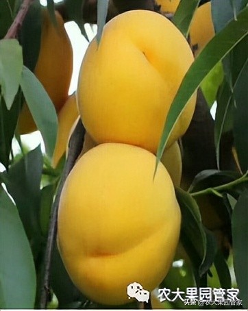 优质果树苗木品种介绍,最好的新品种苹果苗木