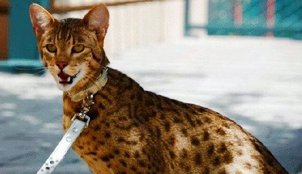 这几种猫真的不值得买越养越心累,千万别养的三种猫