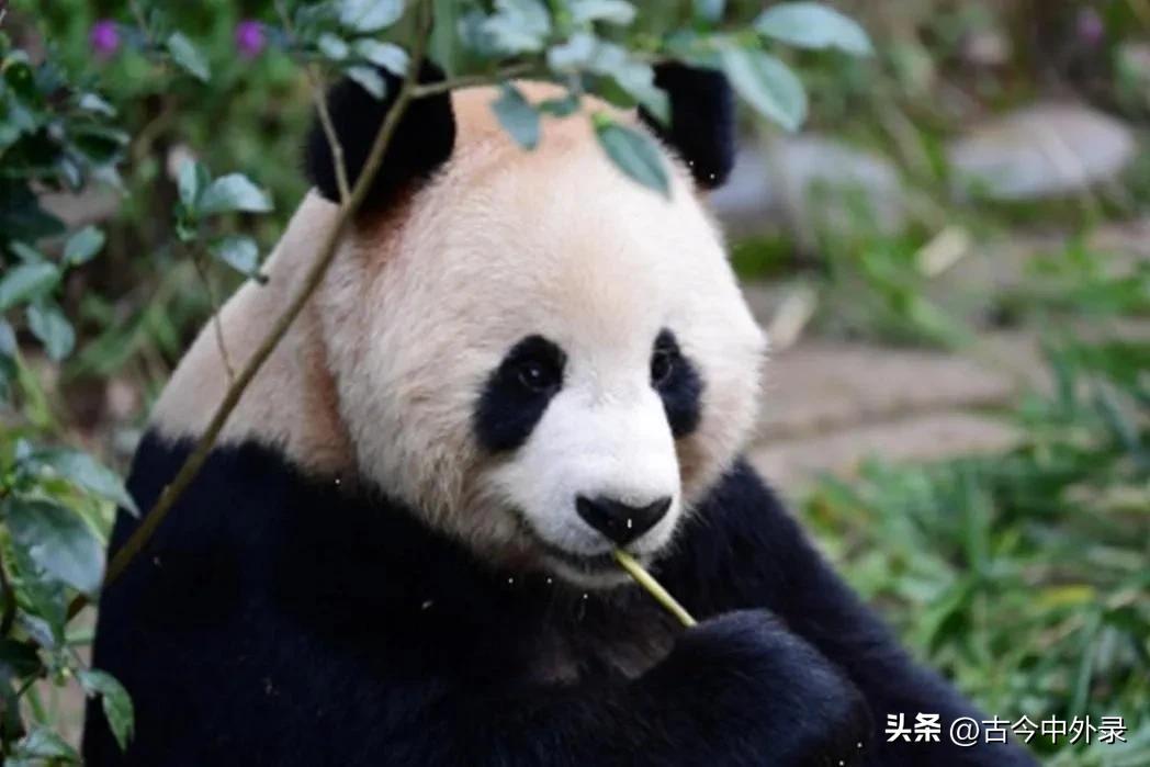 中国制造无处不在动画,中国制造在印度无处不在