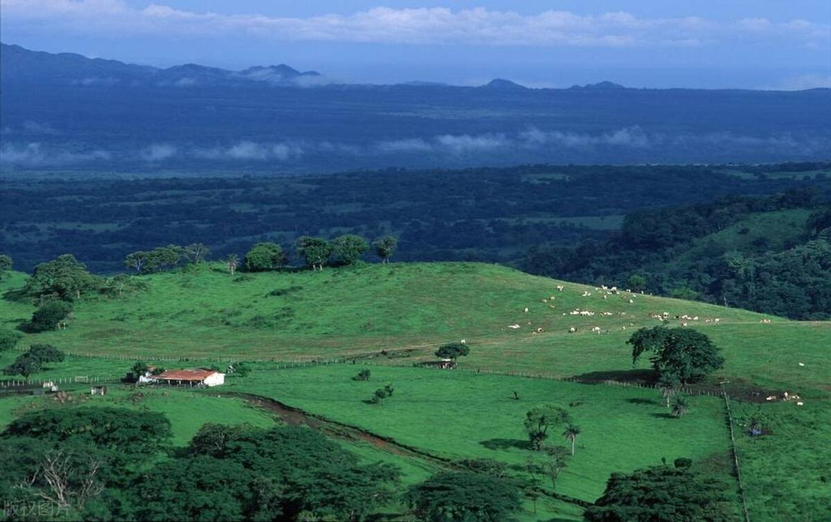 神秘的哥斯达黎加:咖啡的黄金之地,隐藏着令人惊叹的味觉奇迹!