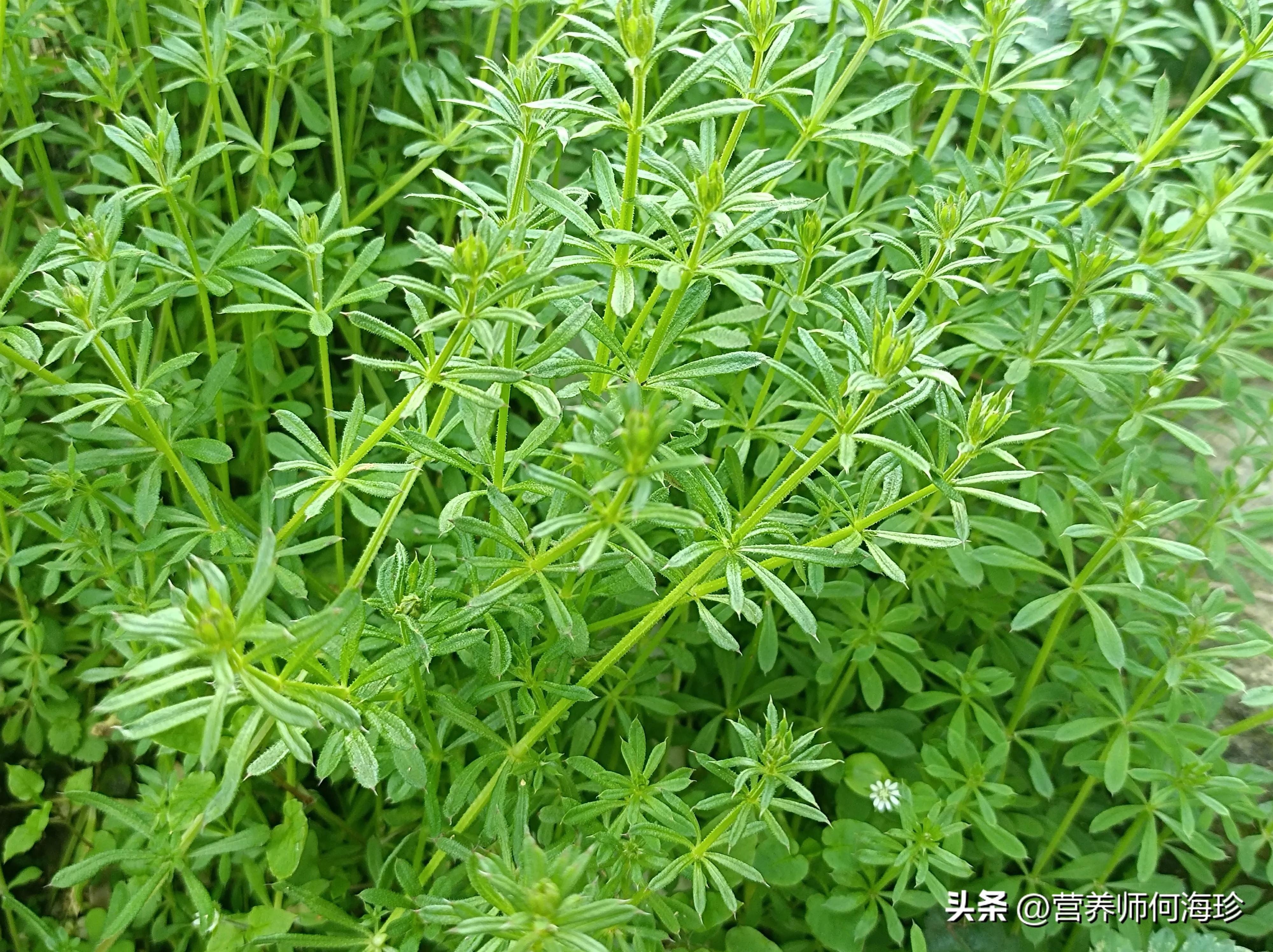 猪身上竟有一味良药可活血降三高,猪吃了猪殃殃草要喂什么药