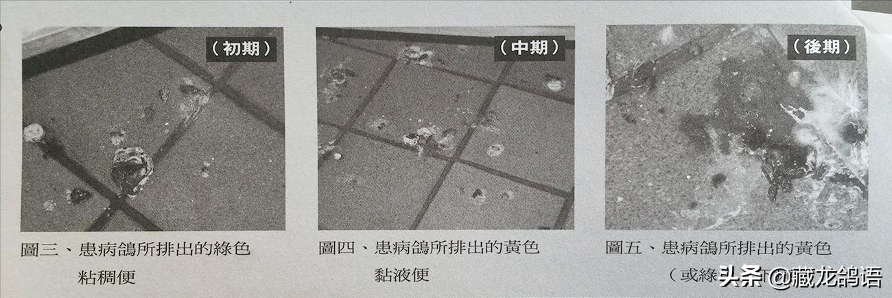 宝宝肠道腺病毒上吐下泻,腺病毒解剖症状