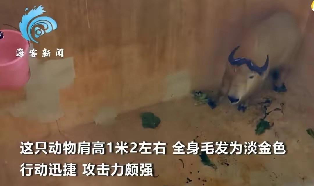 陕西眉县现一头“怪牛”该男子喂它很多次，网友看到：秦岭杀手王