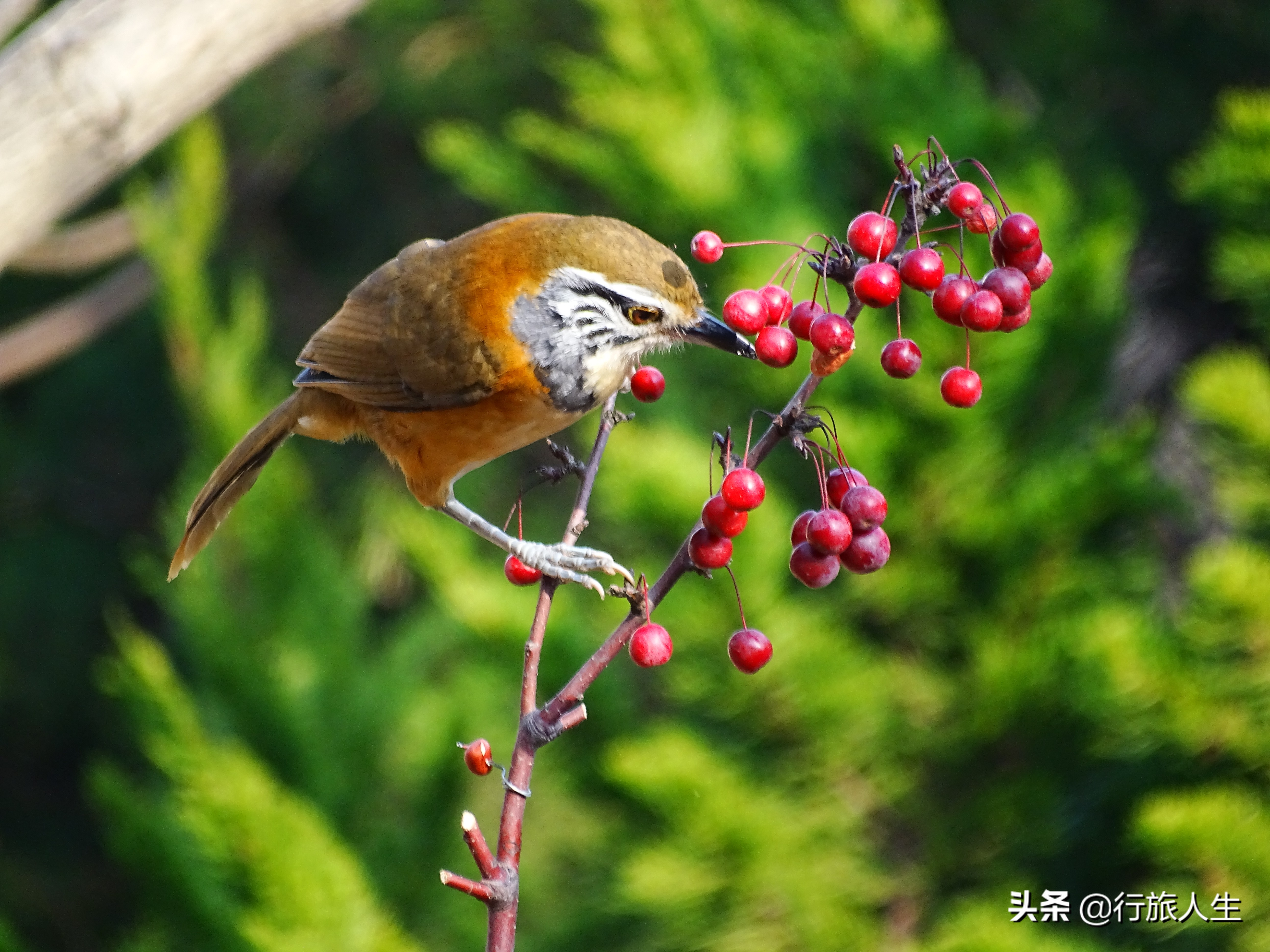 冬日的鸟儿文案,冬日鸟儿在树上图片