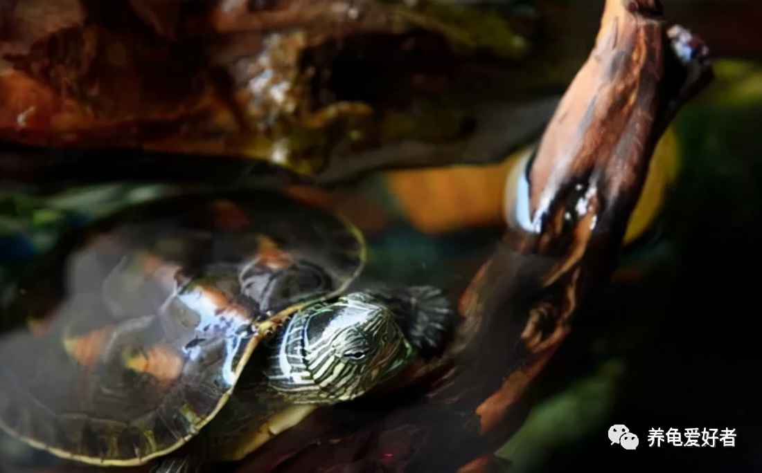 在药死了无数龟之后，你可有好好地总结一下？