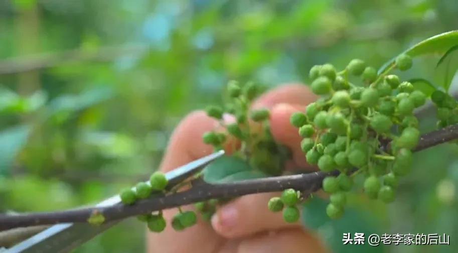 青花椒保存不当变黑了怎么办,新鲜青花椒放冰箱怎么保存