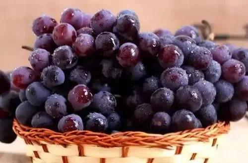 葡萄怎样种植才能种出好葡萄,葡萄种植技术葡萄留几个芽最好