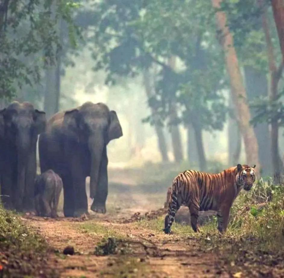 草原暴君？撵狮群，踹河马，压断犀牛肋骨，连路过的狗都要挨巴掌