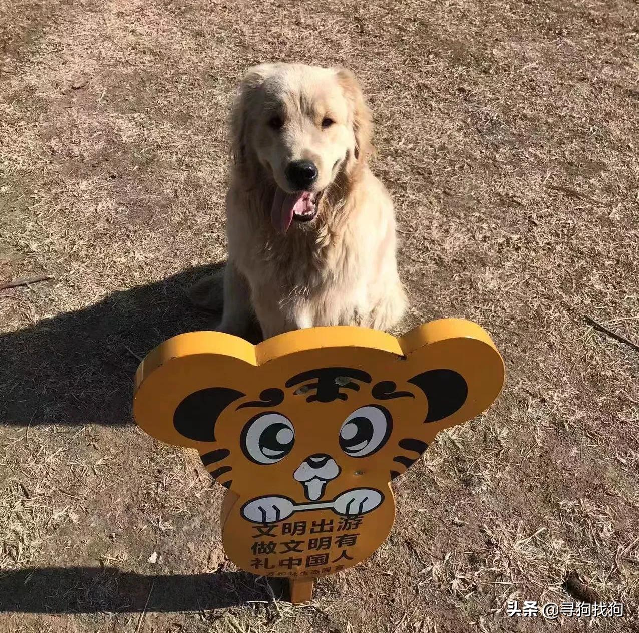 太原万柏林区领养狗,太原万柏林宠物领养