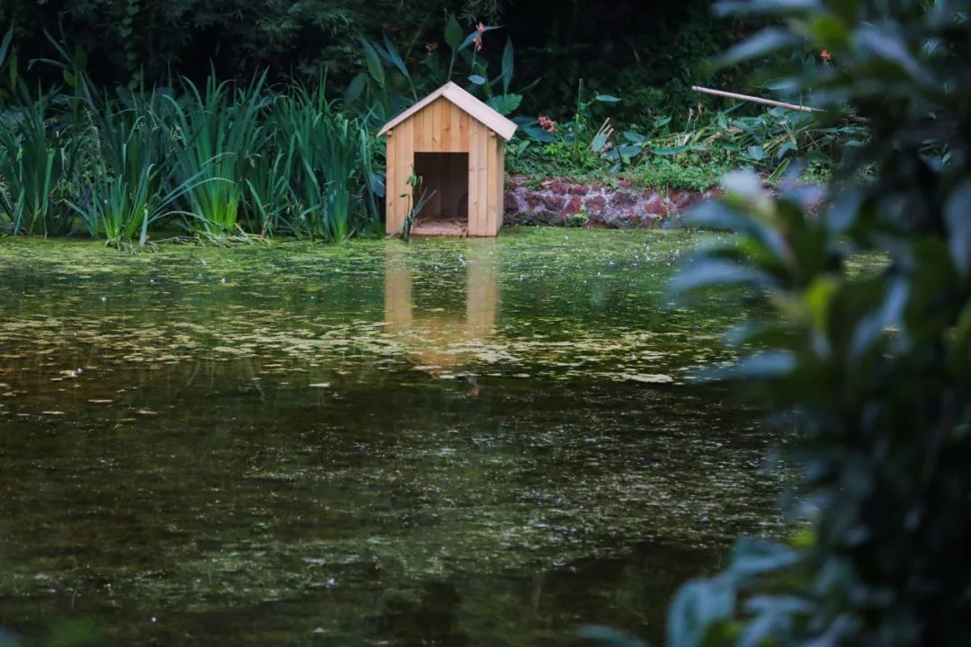 荷你有约周末去武隆逛荷花节可好,今夏荷你有约新余已开启赏荷模式
