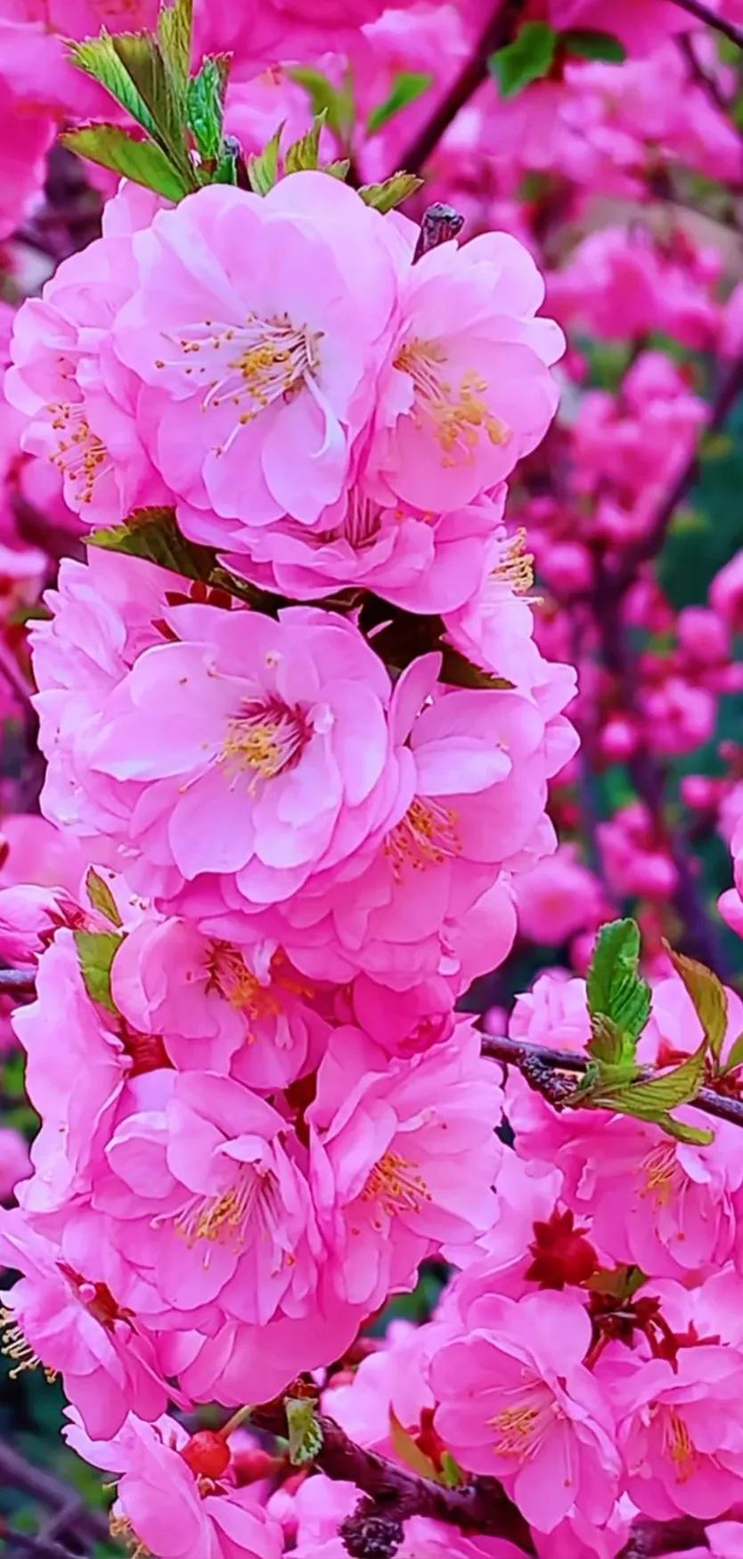 最新最美花儿高清图片,五颜六色的花儿真漂亮