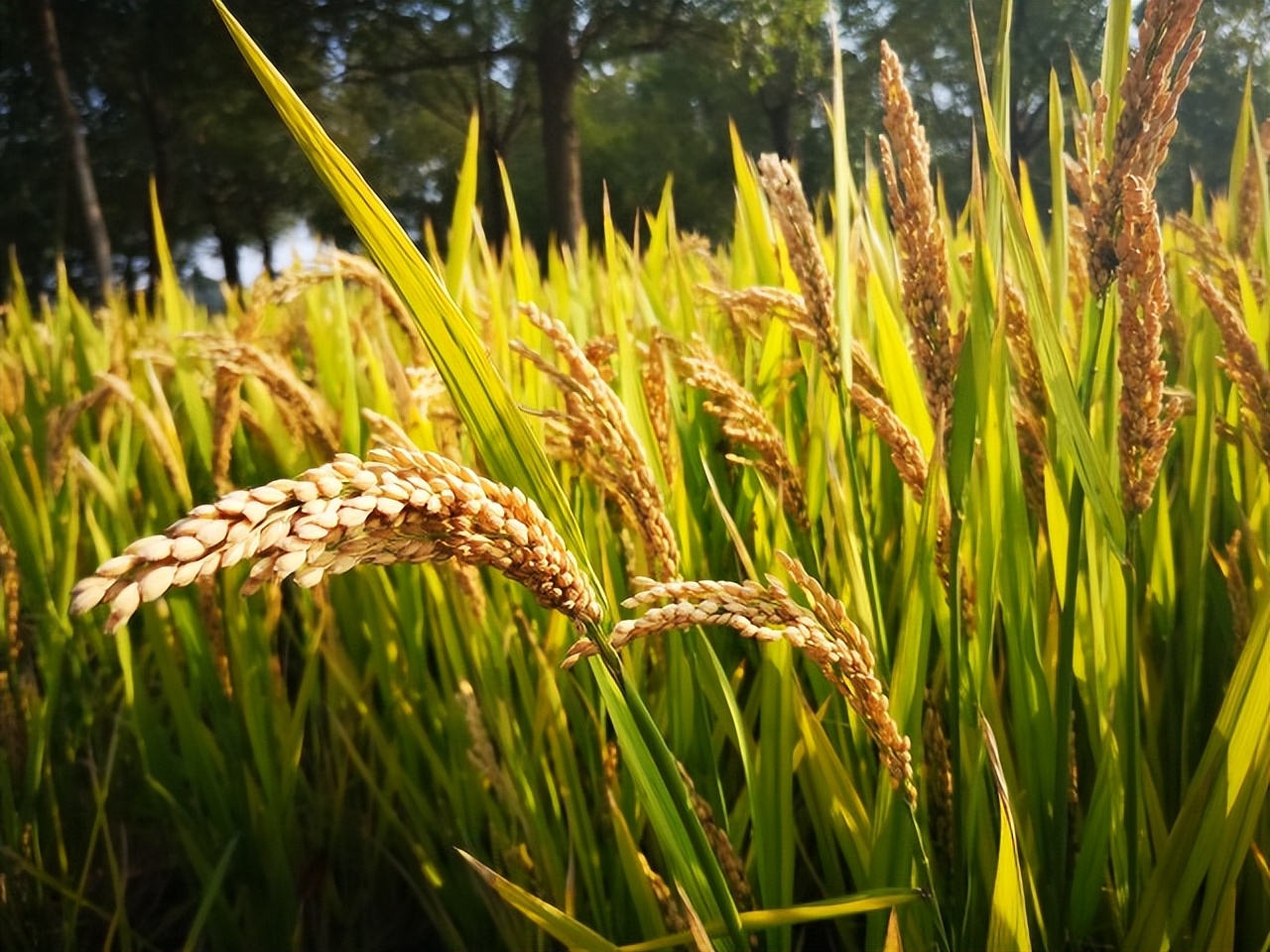 禾城南栅米市埠|清末嘉禾米市埠的一段“渔樵史话”