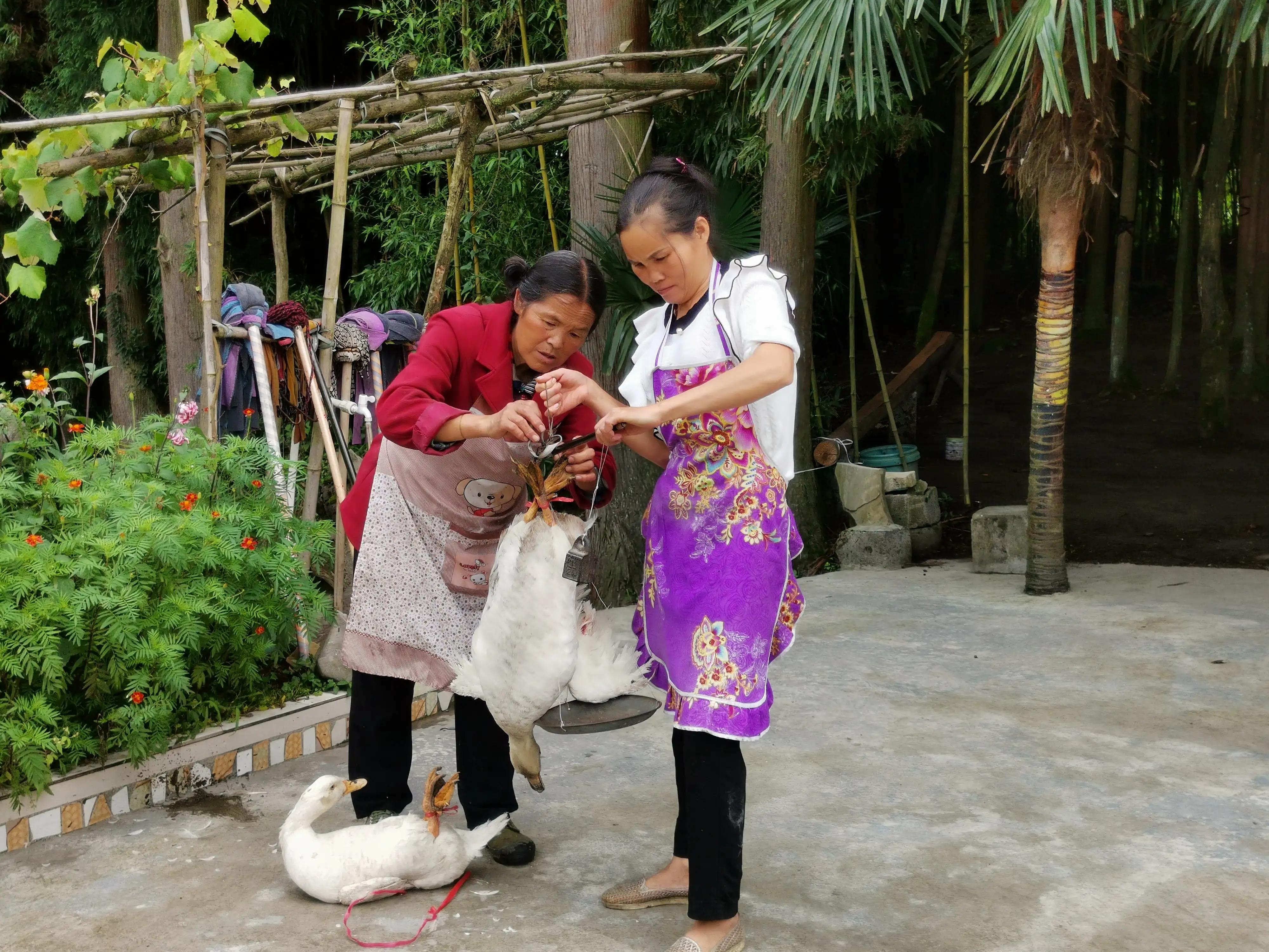 妗愭鍐滃閬挎殤,璐靛窞妗愭閬挎殤鍐滃