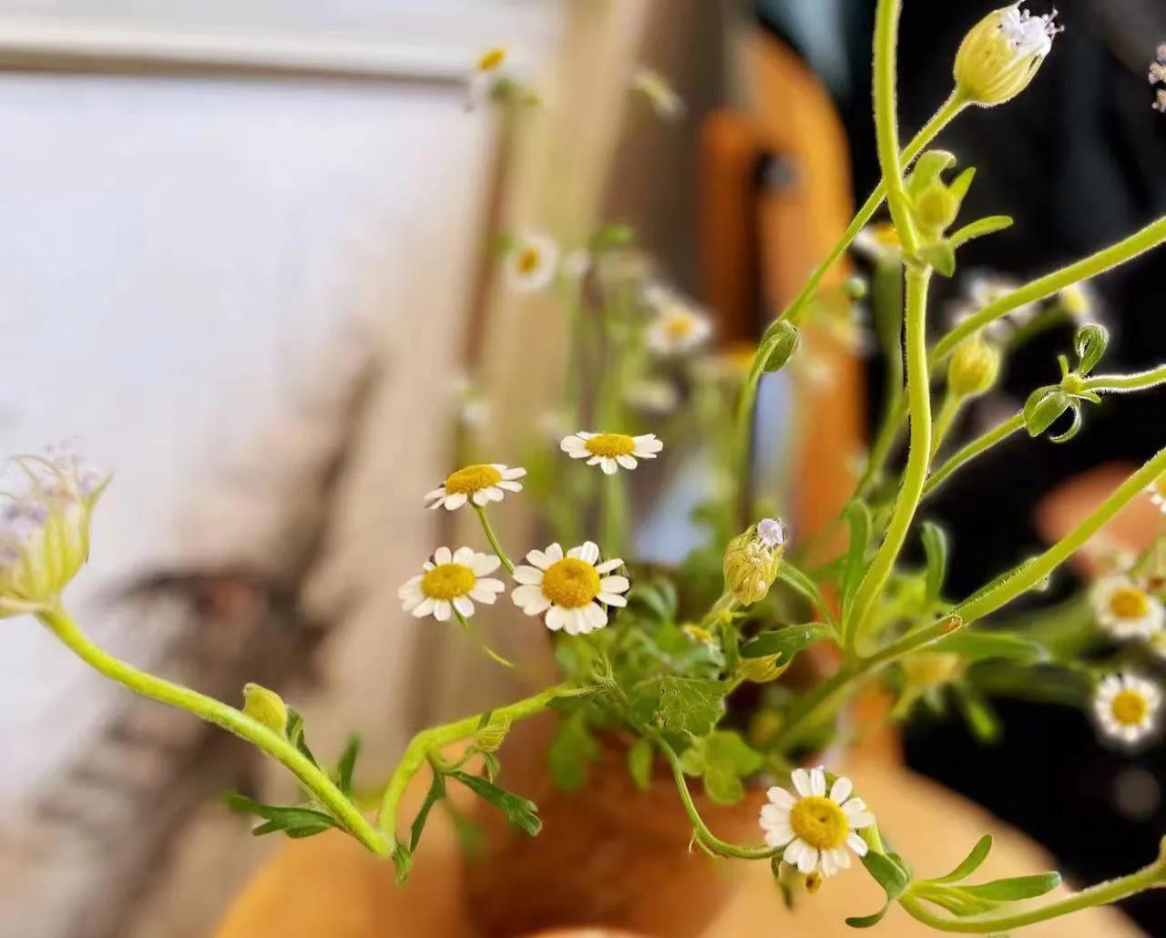 起搏器患者术后气喘是为什么?