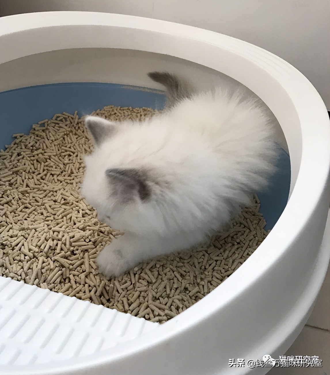 猫拉稀阿莫西林加蒙脱石散,猫拉稀蒙脱石散剂量